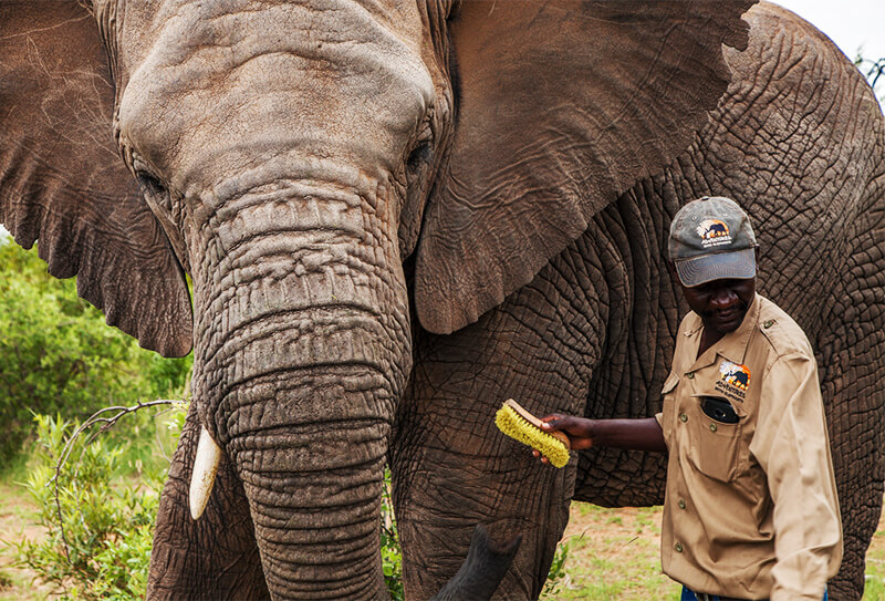 Adventures With elephants - Elephant Care