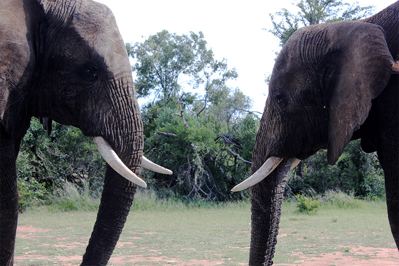 Adventures With elephants - Supporting Responsible