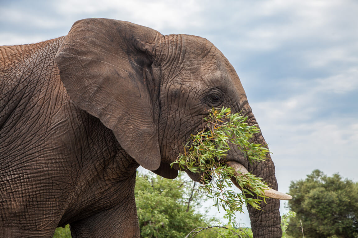Adventures-With-elephants-AI-Gate