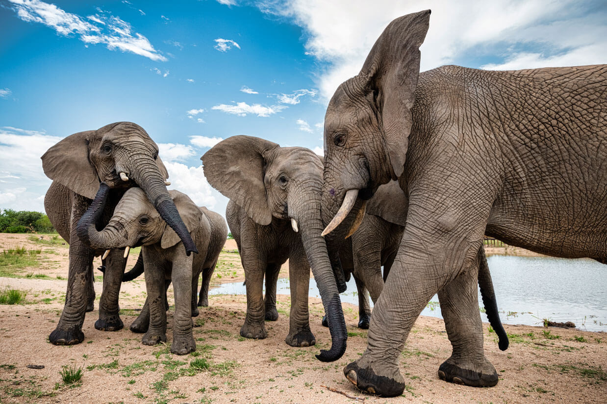Adventures-With-elephants-Meaningful-Encounters