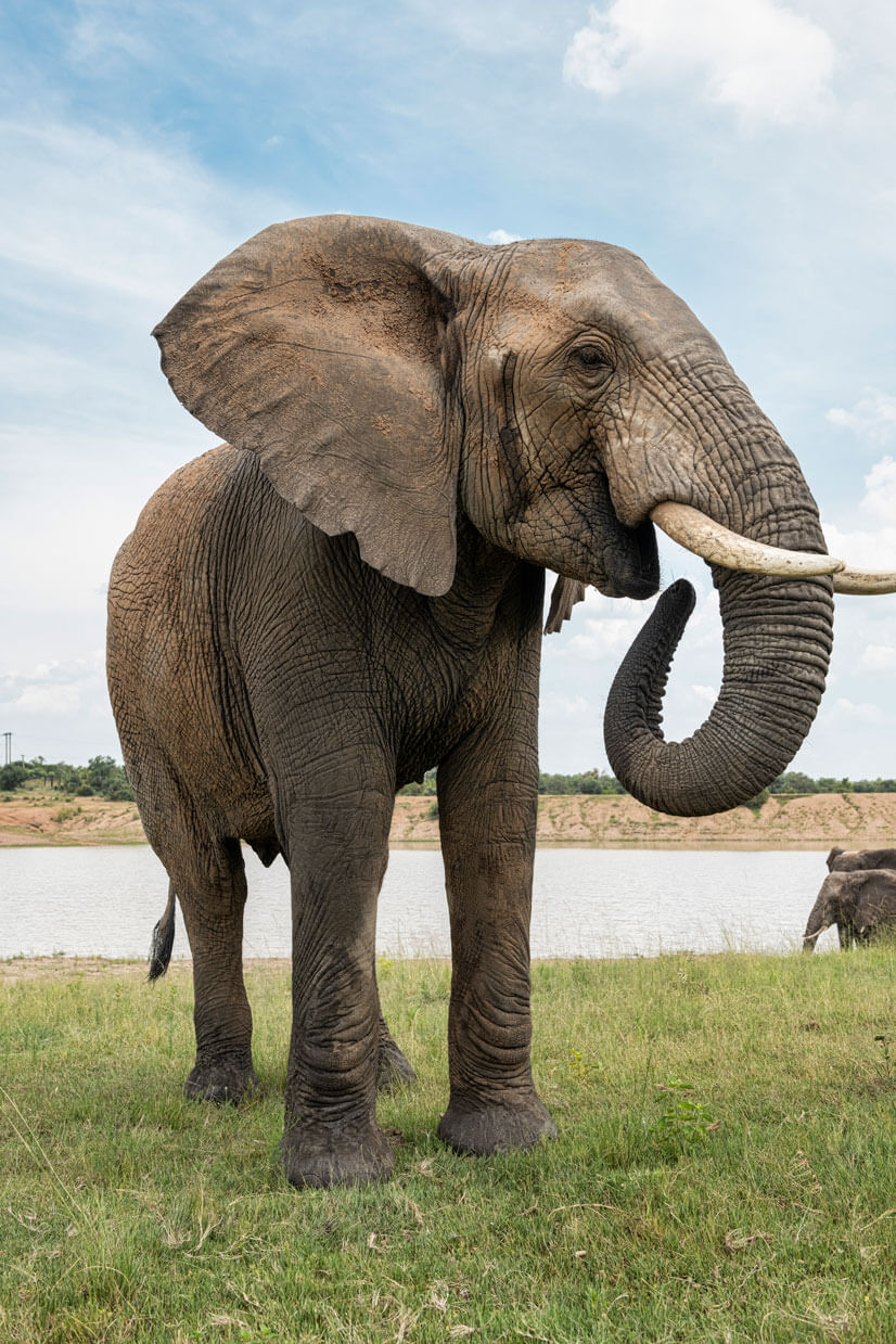 Adventures-With-elephants-Resolve-Wildlife