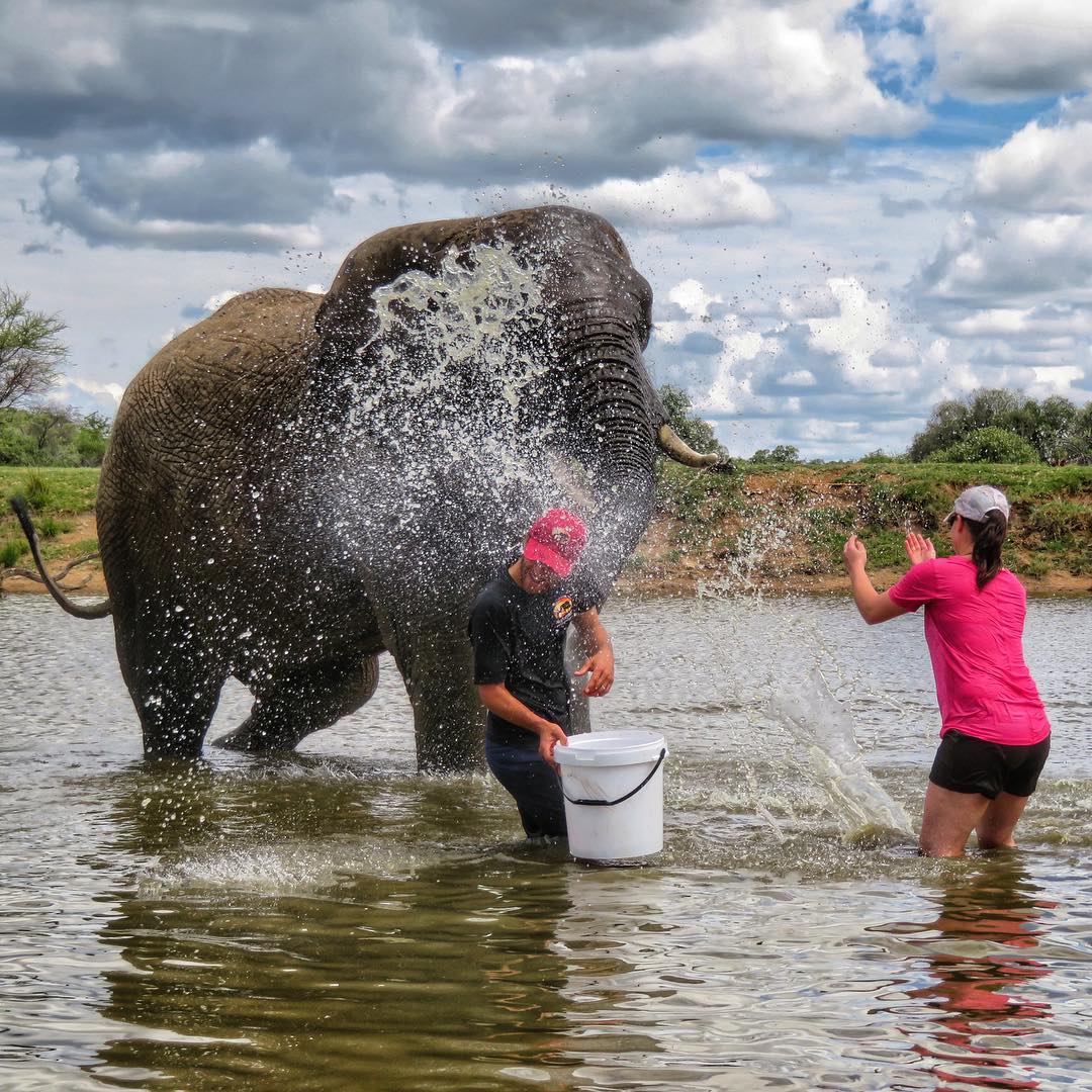 OLD - Elephant Bathe (Includes a Elephant Interaction) - Image 2