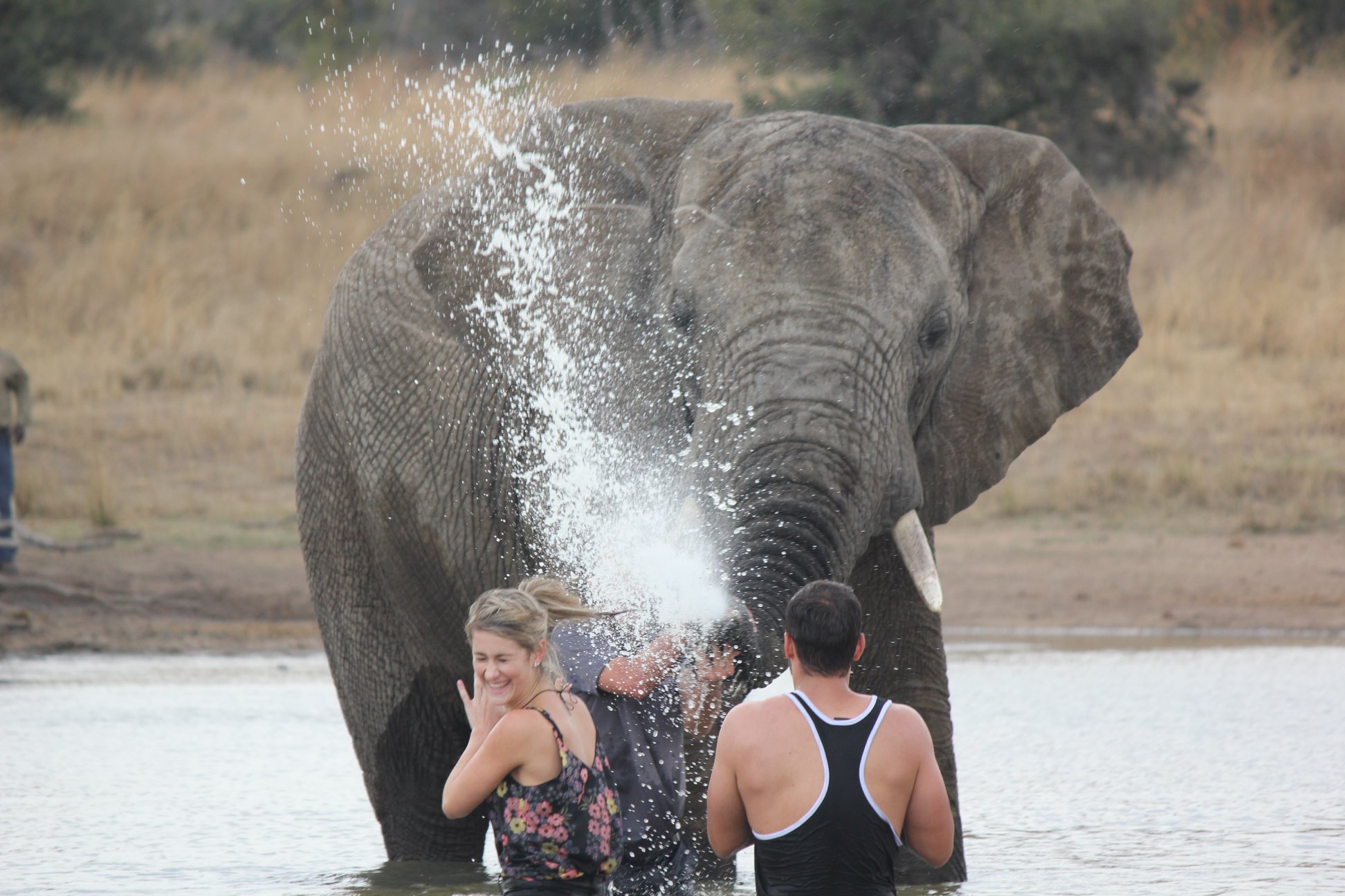 OLD - Elephant Bathe (Includes a Elephant Interaction) - Image 3