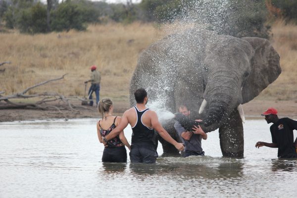 OLD - Elephant Bathe (Includes a Elephant Interaction) - Image 4