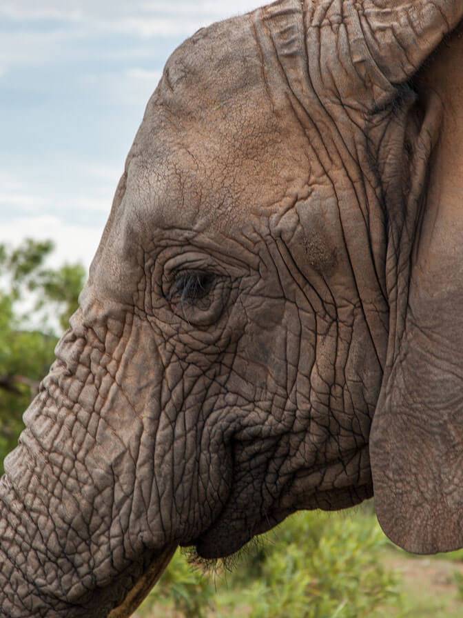 Adventures with Elephants Meet the Ellies