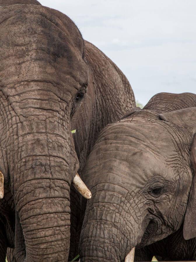 Adventures with Elephants Meet the Ellies
