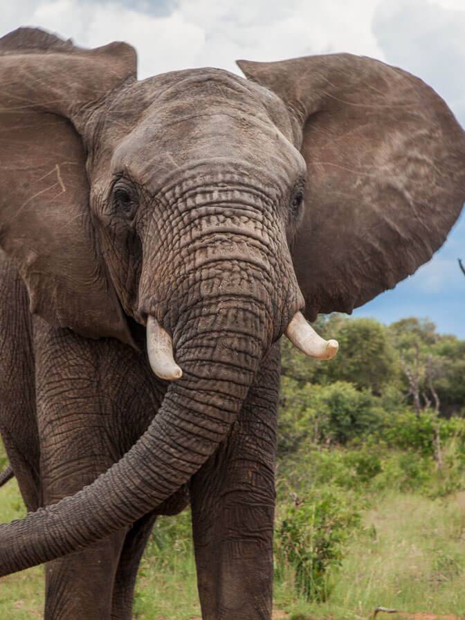 Adventures with Elephants Meet the Ellies