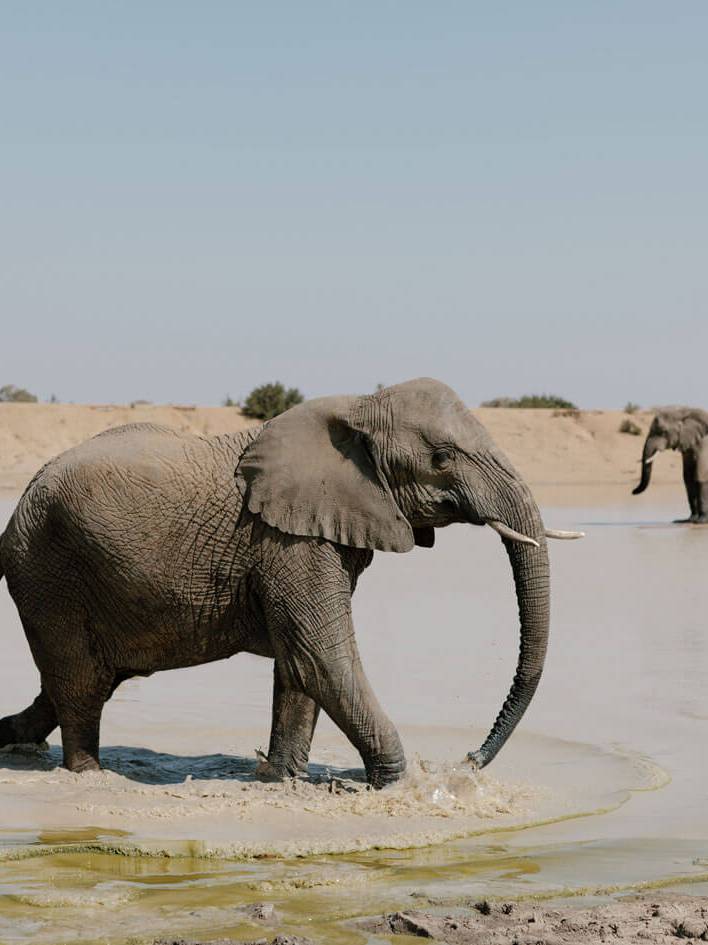 Adventures with Elephants Meet the Ellies