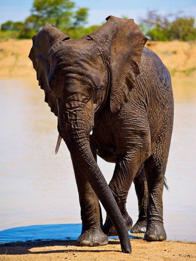 Adventures with Elephants Meet the Ellies