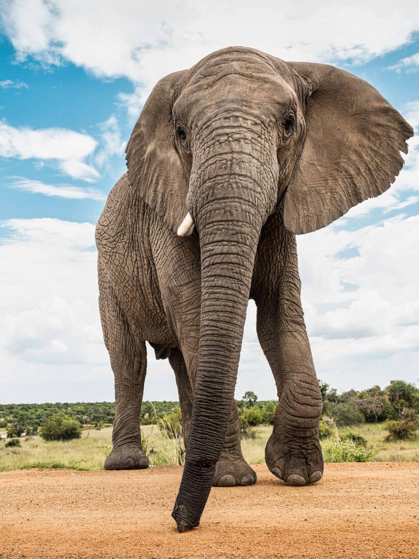 Adventures with Elephants Meet the Ellies