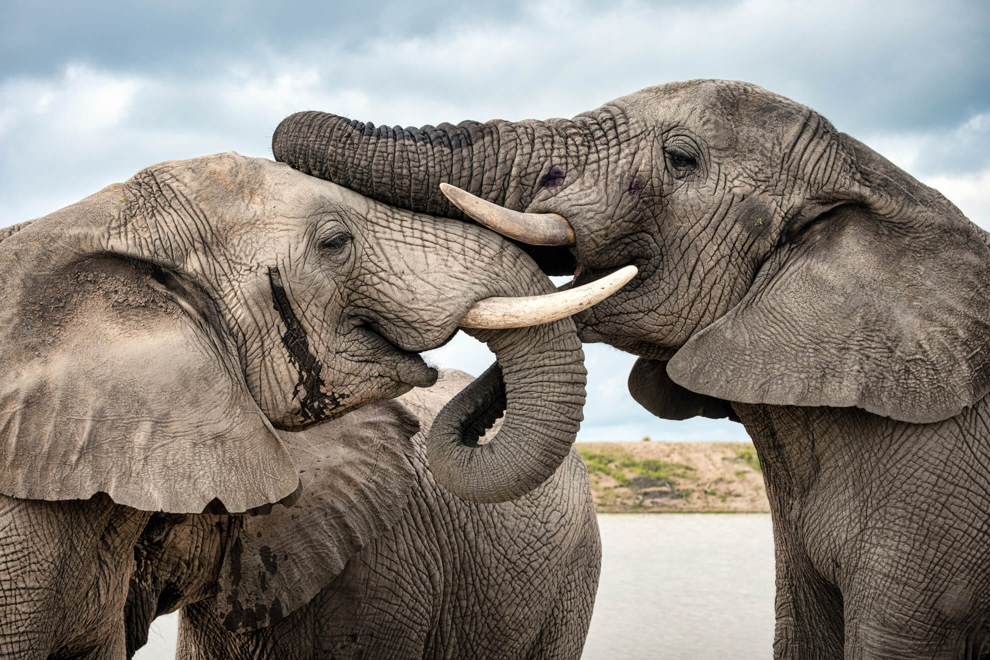 Adventures-With-elephants-Newsletter