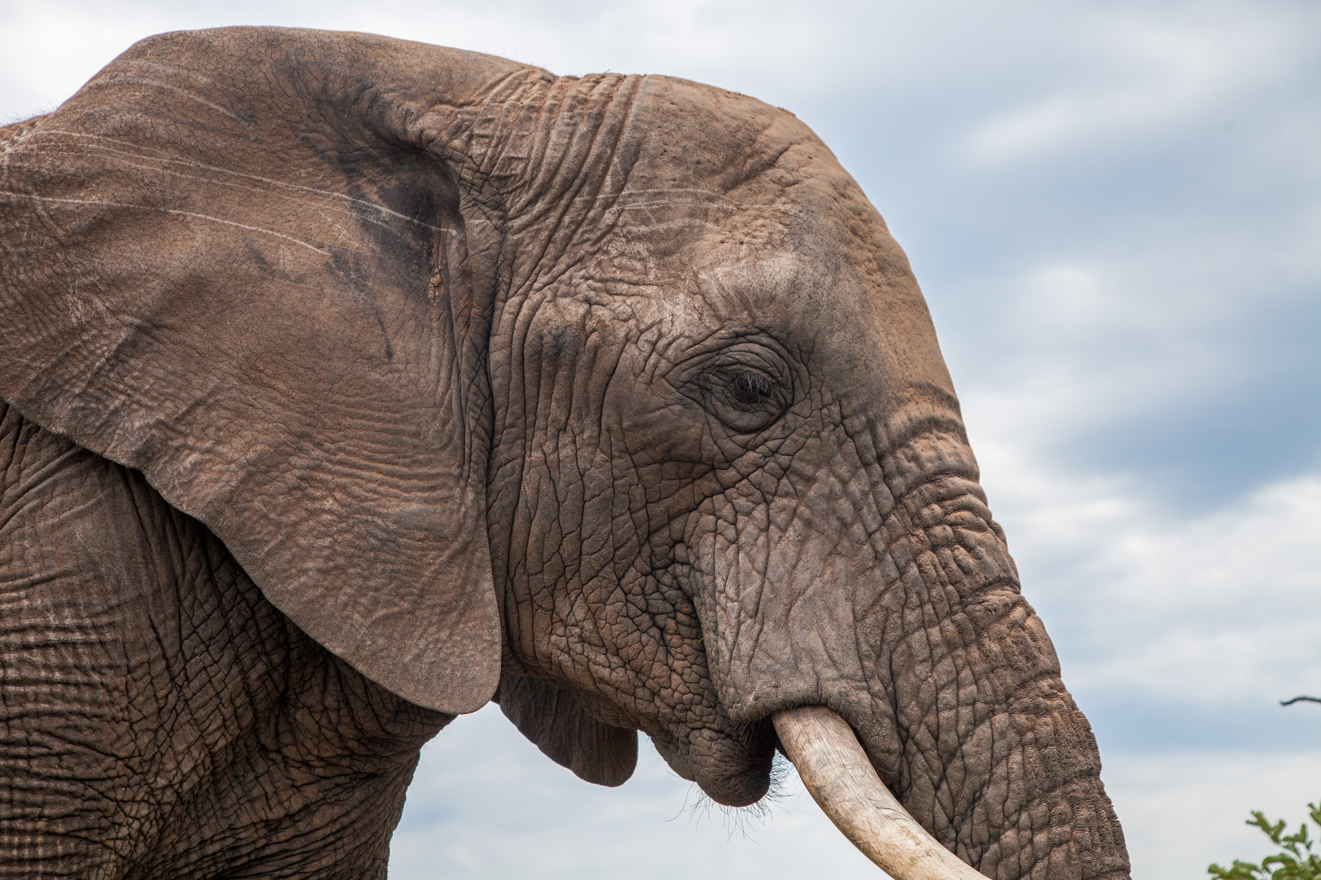 OLD - Nature Walk & Elephant Interaction - Image 4