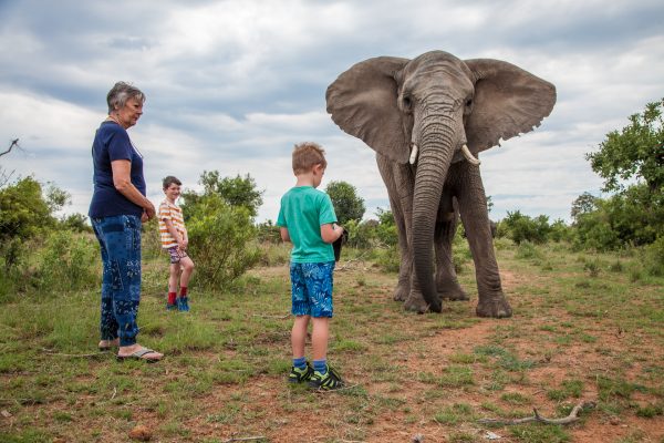 OLD - Nature Walk & Elephant Interaction - Image 2