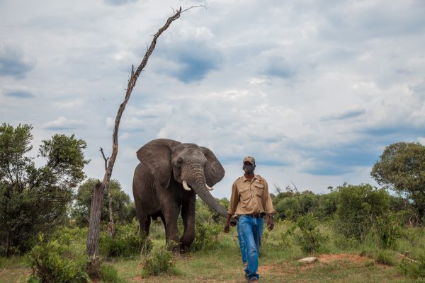 OLD - Nature Walk & Elephant Interaction - Image 3